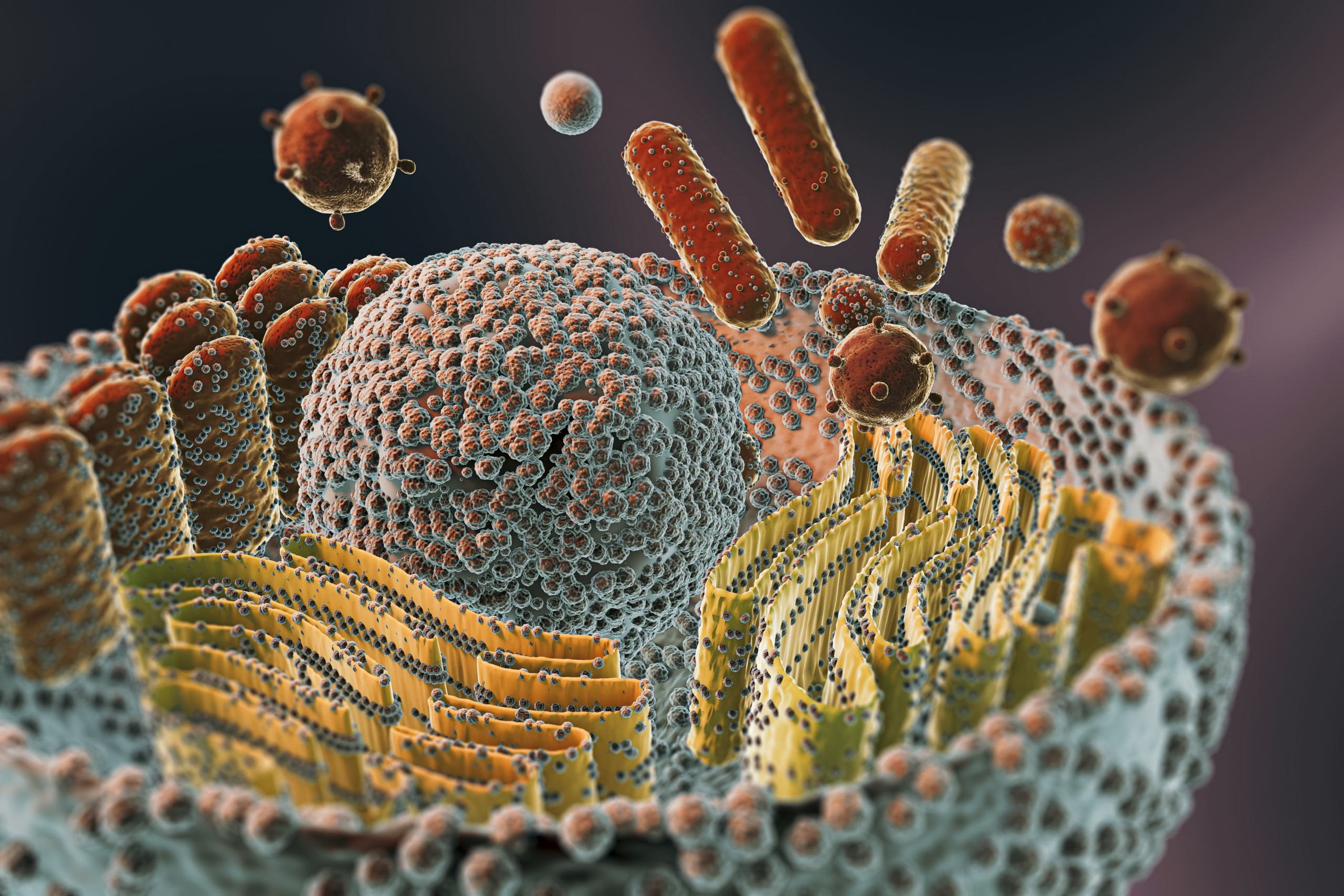 Microbiología bajo enfoque de micologia en el pan 